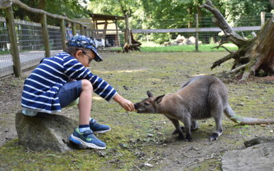 „Adlwanger“ Känguru im Tierpark Haag